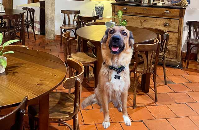 Restaurante Dog Friendly